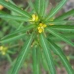 Ludwigia perennis Лист