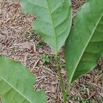 Heisteria parvifolia Leaf