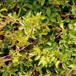 Potentilla nepalensis Hoja