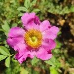 Rosa roxburghii 花
