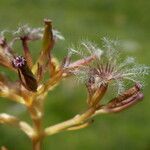 Valeriana apula Fruit