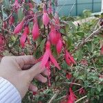 Fuchsia magellanicaFlower