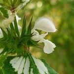 Lamium moschatum Blomma