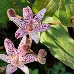 Tricyrtis hirta Flower