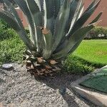 Agave salmiana Pokrój