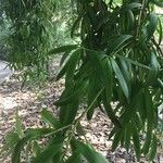 Podocarpus neriifolius Листок