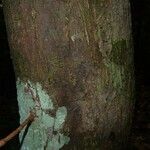 Pouteria melanopoda Corteza