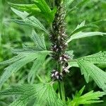 Leonurus quinquelobatus Hoja