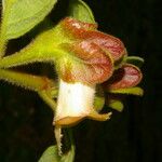 Drymonia alloplectoides फूल