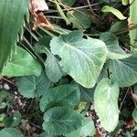 Eryngium planum Feuille