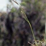 Carex haematostoma Celota