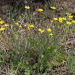 Ranunculus canus Pokrój