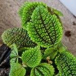 Pilea mollis Leaf