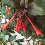 Fuchsia triphyllaFleur