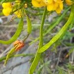 Senna crassiramea Fruto
