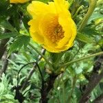 Paeonia ludlowii Çiçek