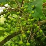 Idesia polycarpa Fruit