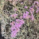 Limonium tuberculatum Flor