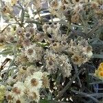 Helichrysum arenarium 果実