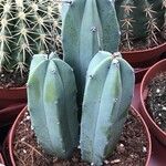 Myrtillocactus geometrizans 叶