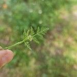 Torilis leptophylla Leaf