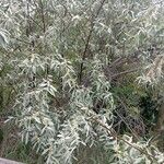 Elaeagnus angustifolia Deilen
