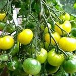 Solanum lycopersicum Frucht
