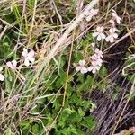 Pelargonium quinquelobatum Flors