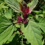 Chenopodium giganteum পাতা