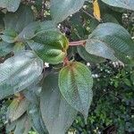 Miconia dependens Fuelha