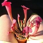 Sarracenia leucophyllaبرگ