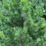 Pinus sibirica Лист