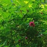 Rubus spectabilis Leaf