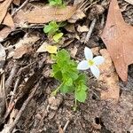 Houstonia micrantha Blatt