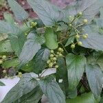 Paederia foetida Gyümölcs