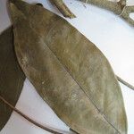 Leonia glycycarpa Otro