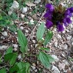 Prunella hastifolia Libunga