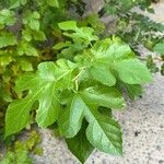 Morus rubraYaprak