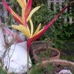 Heliconia psittacorumKvět