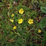 Argentina microphylla موطن