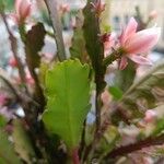 Disocactus phyllanthoides Blüte