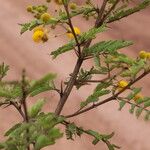 Vachellia hockii Flower