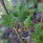Ribes montigenum Habit