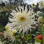 Dahlia pinnataFlower