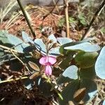 Desmodium scorpiurus Flor