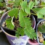 Mimosa polycarpa Blatt