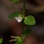 Congolanthus longidens Flower