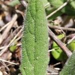 Prunella laciniata Likasa