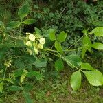 Ptelea trifoliata Fuelha