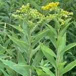 Solidago gigantea 葉